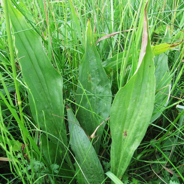 Zemā raudupe Scorzonera humilis (lapas)