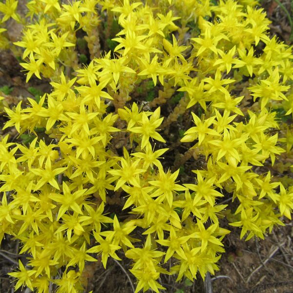 Kodīgais laimiņš Sedum acre