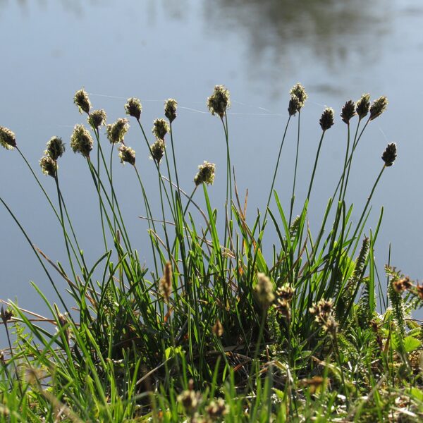 Zilganā seslērija Sesleria caerulea