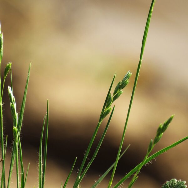 Pazvilā misiņsmilga Sieglingia decumbens