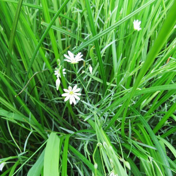 Purva virza Stellaria palustris