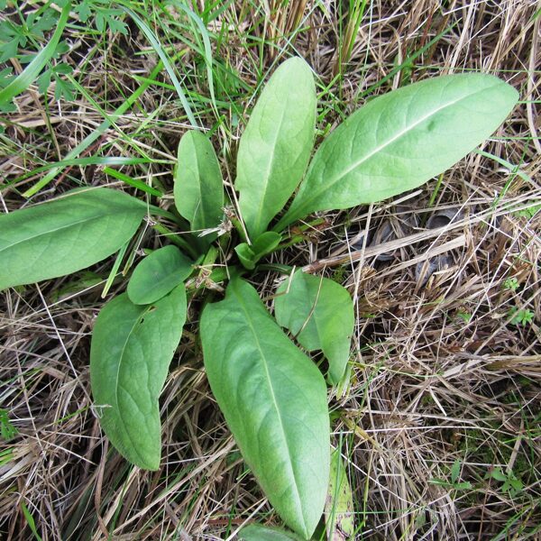 Pļavas vilkmēle Succisa pratensis (lapu rozete)