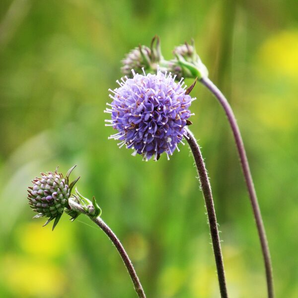 Pļavas vilkmēle Succisa pratensis (zieds)