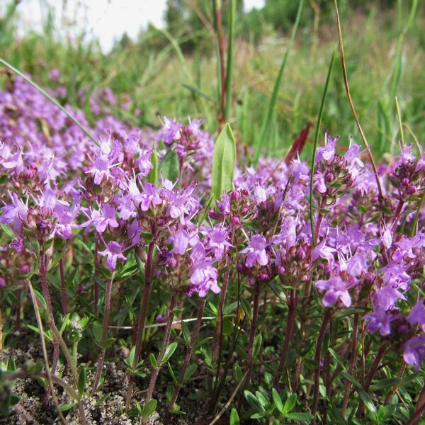 Lielais mārsils Thymus ovatus