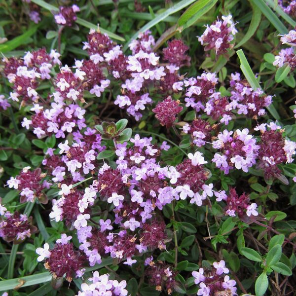 Mazais mārsils Thymus serpyllum