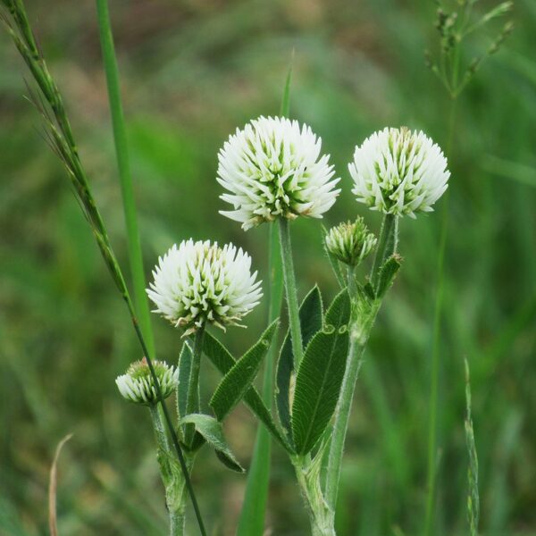 Kalnu āboliņš Trifolium montanum