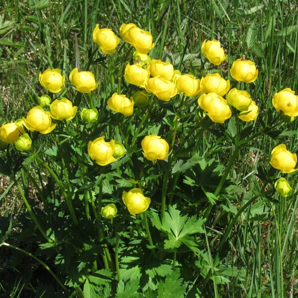 Eiropas saulpurene Trollius europaeus
