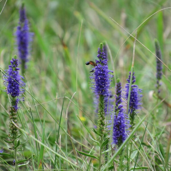 Vārpu veronika Veronica spicata