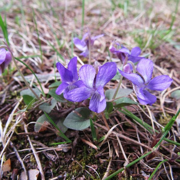 Smiltāja vijolīte Viola rupestris