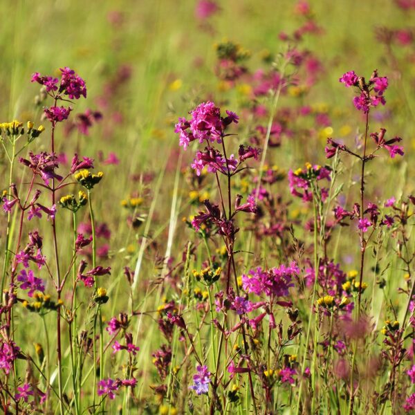 Lipīgā sveķene Viscaria vulgaris