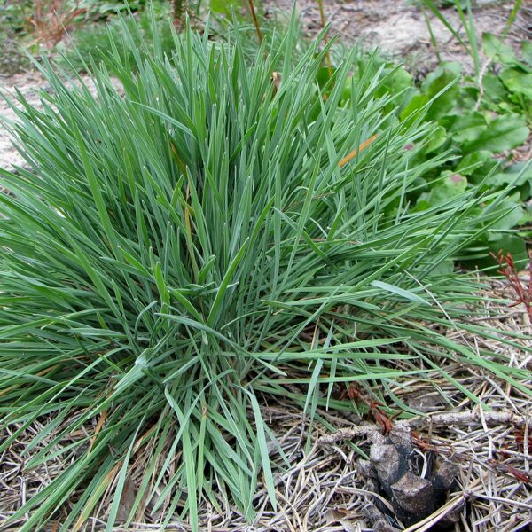 Zilganā kelērija Koeleria glauca