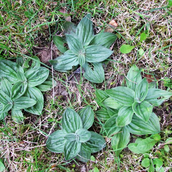 Vidējā ceļteka Plantago media (lapu rozetes)