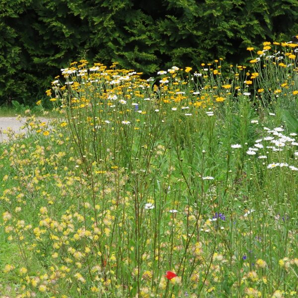Naturālistiska stila pussavvaļīga Latvijas pļavu augu dobe dārzā.