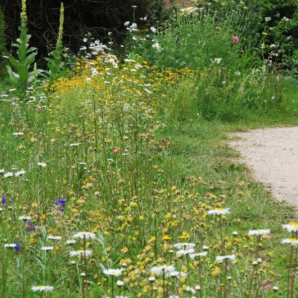 Naturālistiska stila pussavvaļīga Latvijas pļavu augu dobe dārzā.