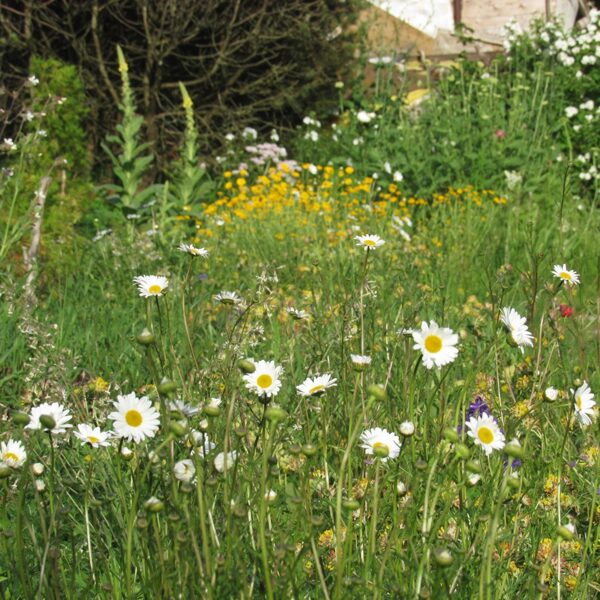 Naturālistiska stila pussavvaļīga Latvijas pļavu augu dobe dārzā.
