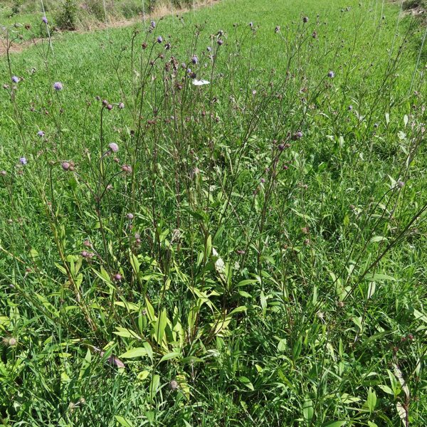 Jau otrajā gadā pēc sadīgšanas zied no sēklām izaudzētas, pļavā iestādītas vilkmēles.