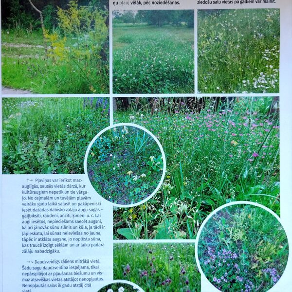 Padomi dārzpļavas ierīkošanai (3). Žurnāls "Mans dārzs", 06/2025