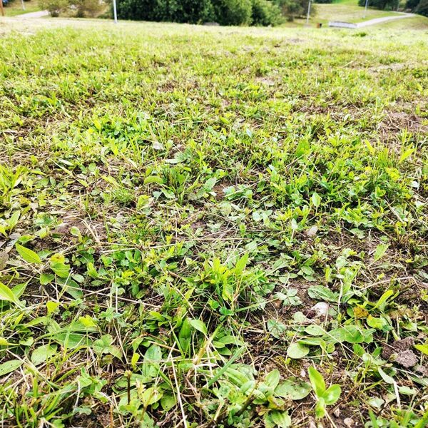 2025. gads. Tukuma Mālkalnā braši aug pagājušā gadā iesētās vidējās ceļtekas un dzelzenes.