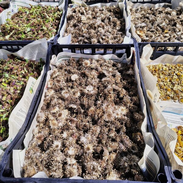 Sēklām žāvēšanas procesā tiek pievērsta liela uzmanība.