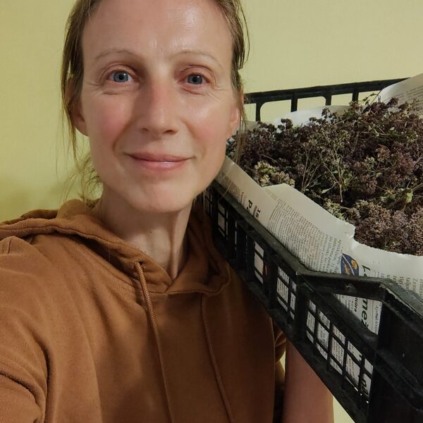 Pēc savākšanas sēklas tie žāvētas, tīrītas, pārcilātas, pieskatītas. 