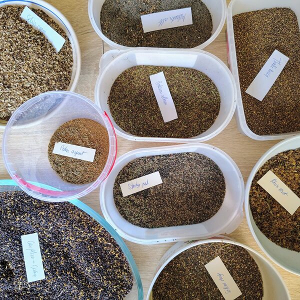 Pēc izžāvēšanas sēklas tiek attīrītas no liekā.