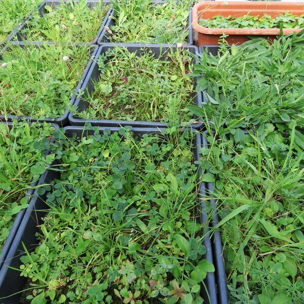 2024./2025. gadā radītais produkts "Pļavkvadrāts" – izaudzēts sugām bagāts pļavas gabaliņš