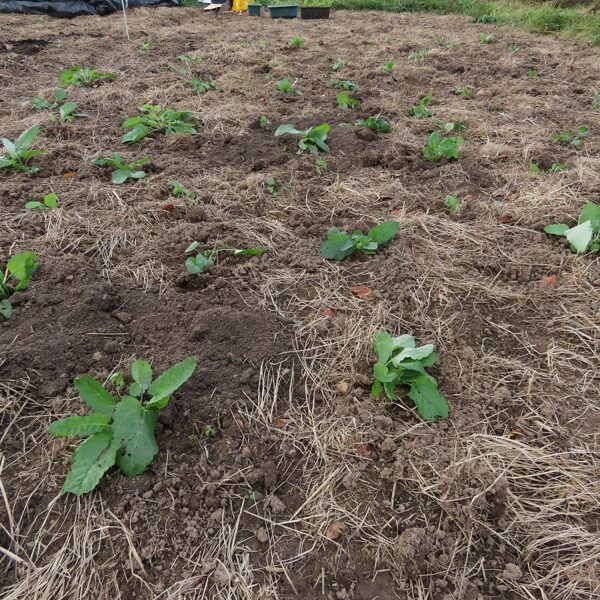 Ārstniecības pātaines stādījums pļavā iepriekš sagatavotā vietā.