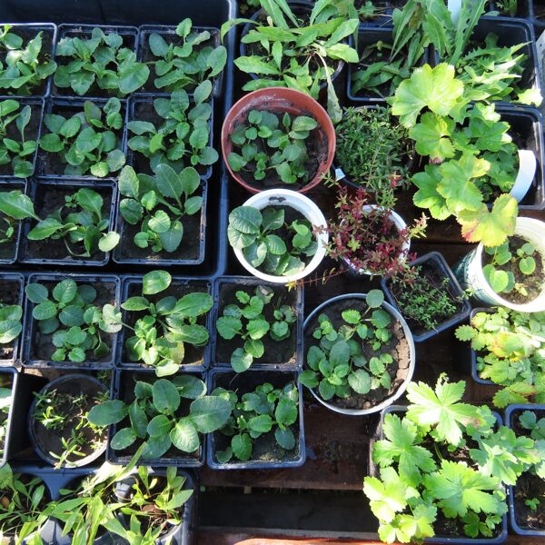 Lai pārbaudītu, vai pļavu sēklas dīgst, tās tiek sētas kastēs un podos un vērotas.