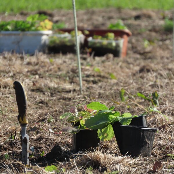No vērtīgākajām, dabā grūtāk iegūstamajām pļavu sugām tiek veidota plantācija.