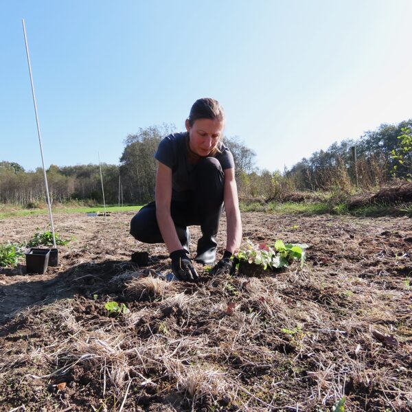 No vērtīgākajām, dabā grūtāk iegūstamajām pļavu sugām tiek veidota plantācija.