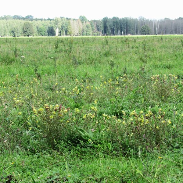 Dundurpļavu ganībās izplatās pirms dažiem gadiem iesētie zvaguļi, vilkmēles un citi augi.