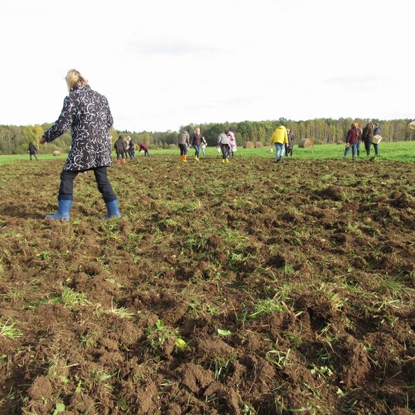 2023. gads. Dundurpļavas. Darbi turpinās daudz plašākā mērogā, ar daudziem palīgiem.