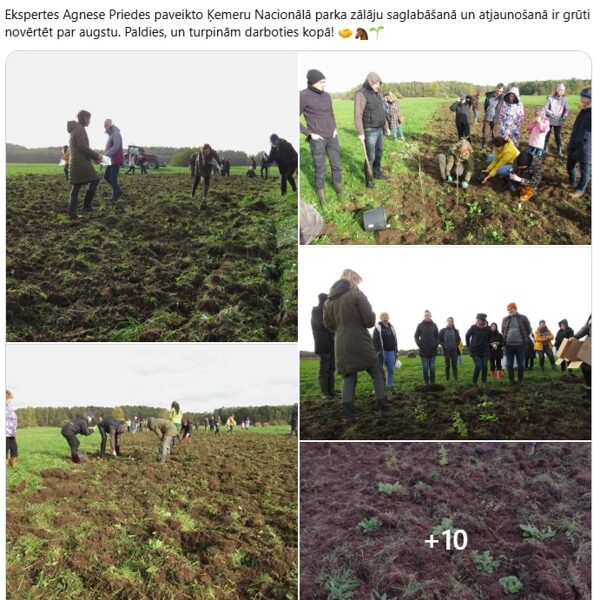 Pļavu sēšanas pieredze Dundurpļavās.