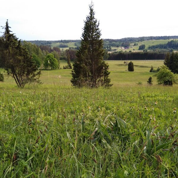 Kadiķu audze sausā kaļķainā zālājā ar lielu augu daudzveidību