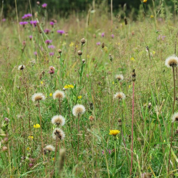 Mēreni mitrs zālājs ar mataino vēlpieni, pļavas dzelzeni, parasto smilgu u.c. graudzālēm