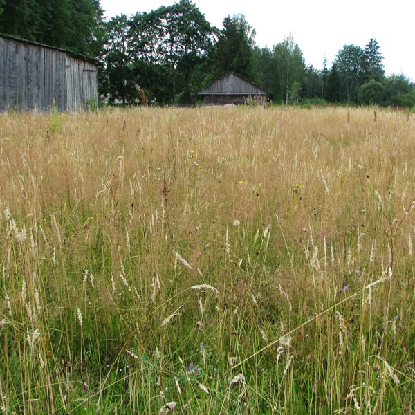 Sugām bagātas ganības un ganītas pļavas – sausais nabadzīgais variants