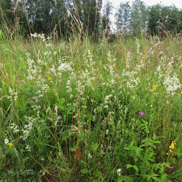 Mēreni mitrs zālājs ar madarām, purva gandreni, ancīti, pļavauzīti