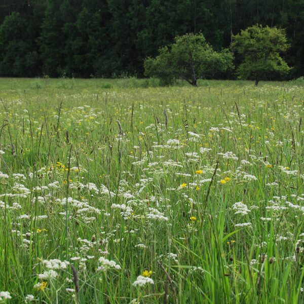 Mēreni mitrs zālājs ar parasto ķimeni