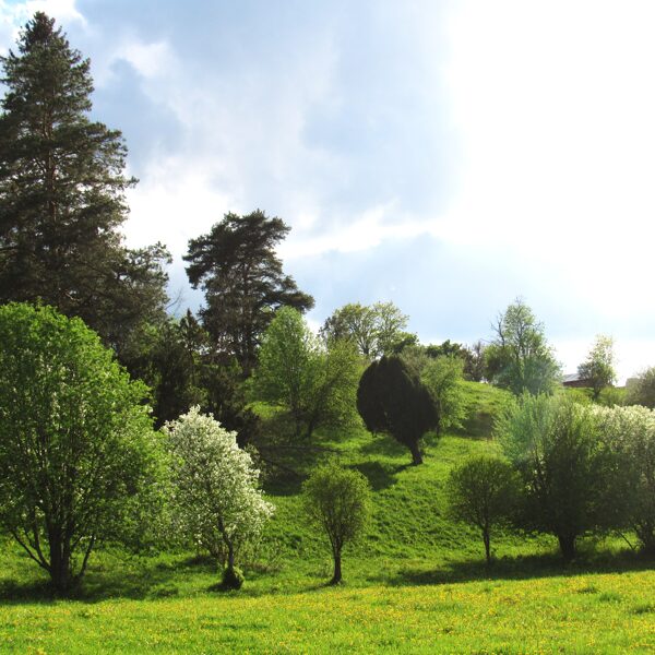 Parkveida pļavas un ganības uz nogāzes ar lielu koku sugu dažādību