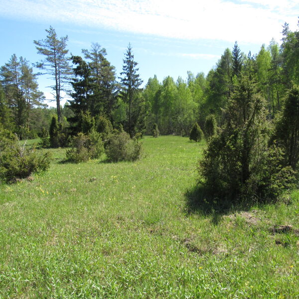 Kadiķu audze mitrā kaļķainā zālājā