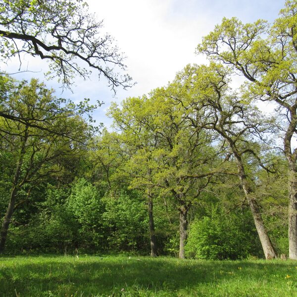 Parkveida pļavas un ganības ar veciem ozoliem upes ielejā