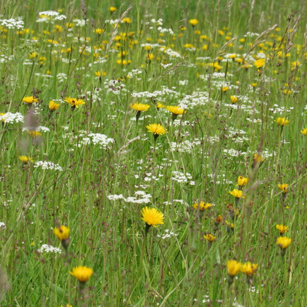 Mēreni mitrs zālājs ar mataino vēlpieni un parasto ķimeni
