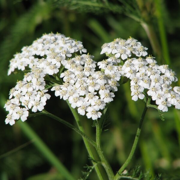 Parastais pelašķis Achillea millefolium
