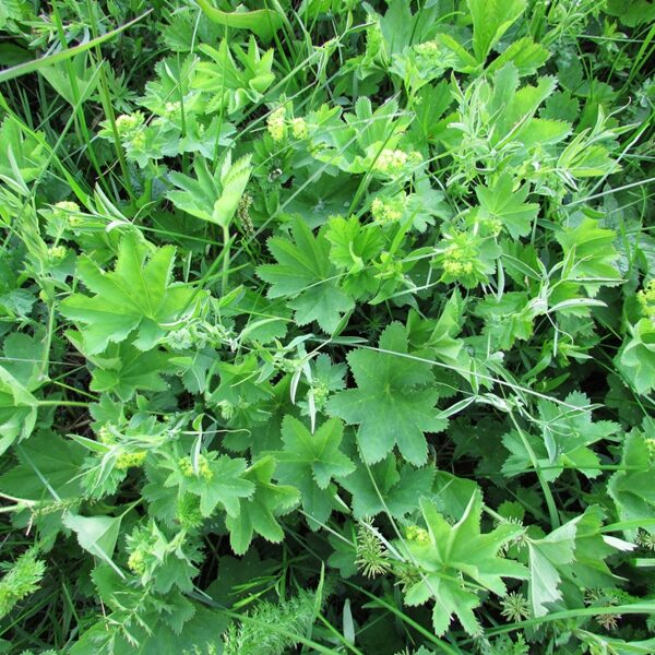 Rasaskrēsliņš Alchemilla spp.