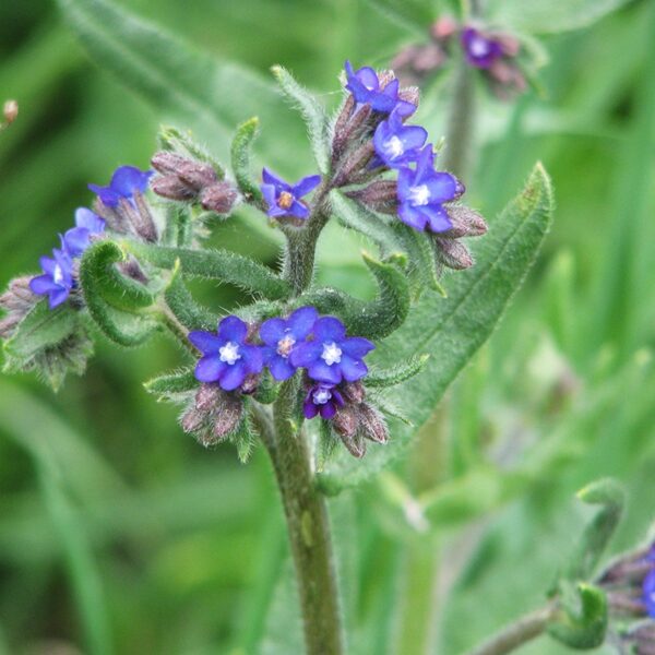 Ārstniecības vēršmēle Anchusa officinalis