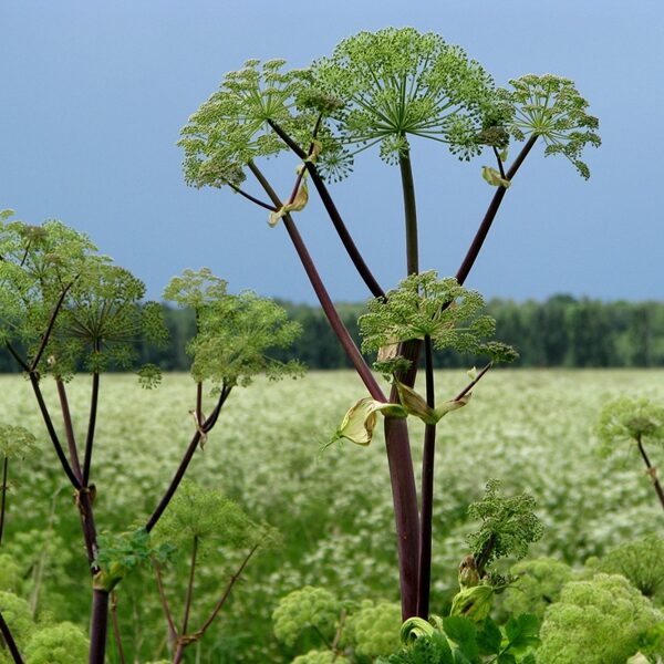 Dižzirdzene Angelica archangelica