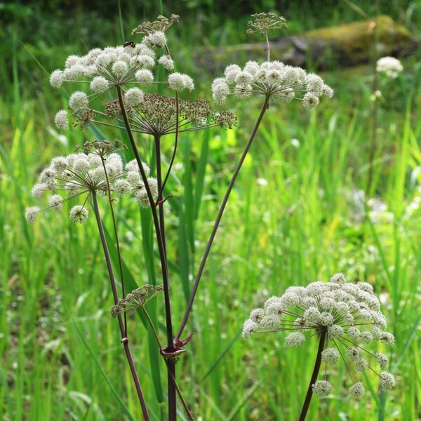 Meža zirdzene Angelica sylvestris