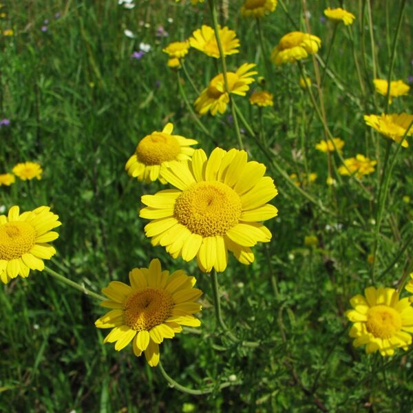 Dzeltenā ilzīte Anthemis tinctoria