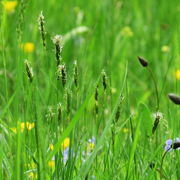 Parastā smaržzāle Anthoxanthum odoratum
