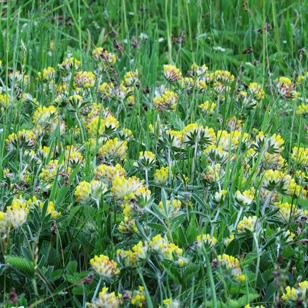 Pērkoņamoliņš Anthyllis spp.